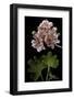 Pelargonium X Hortorum 'Orange Pixie' (Common Geranium, Garden Geranium, Zonal Geranium)-Paul Starosta-Framed Photographic Print