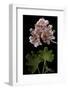 Pelargonium X Hortorum 'Orange Pixie' (Common Geranium, Garden Geranium, Zonal Geranium)-Paul Starosta-Framed Photographic Print