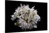 Pelargonium X Hortorum 'Pagoda' (Common Geranium, Garden Geranium, Zonal Geranium)-Paul Starosta-Stretched Canvas