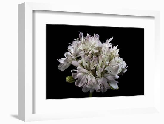 Pelargonium X Hortorum 'Pagoda' (Common Geranium, Garden Geranium, Zonal Geranium)-Paul Starosta-Framed Photographic Print