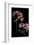 Pelargonium X Hortorum 'Patricia Andrea' (Common Geranium, Garden Geranium, Zonal Geranium)-Paul Starosta-Framed Photographic Print