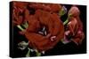 Pelargonium X Hortorum 'Red Rambler' (Common Geranium, Garden Geranium, Zonal Geranium)-Paul Starosta-Stretched Canvas