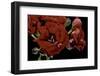 Pelargonium X Hortorum 'Red Rambler' (Common Geranium, Garden Geranium, Zonal Geranium)-Paul Starosta-Framed Photographic Print