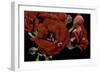 Pelargonium X Hortorum 'Red Rambler' (Common Geranium, Garden Geranium, Zonal Geranium)-Paul Starosta-Framed Photographic Print