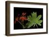 Pelargonium X Hortorum 'Red Startel' (Common Geranium, Garden Geranium, Zonal Geranium)-Paul Starosta-Framed Photographic Print