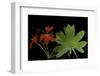 Pelargonium X Hortorum 'Red Startel' (Common Geranium, Garden Geranium, Zonal Geranium)-Paul Starosta-Framed Photographic Print