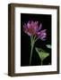 Pelargonium X Hortorum 'Star of Persia' (Common Geranium, Garden Geranium, Zonal Geranium)-Paul Starosta-Framed Photographic Print