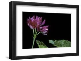 Pelargonium X Hortorum 'Star of Persia' (Common Geranium, Garden Geranium, Zonal Geranium)-Paul Starosta-Framed Photographic Print