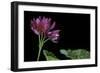 Pelargonium X Hortorum 'Star of Persia' (Common Geranium, Garden Geranium, Zonal Geranium)-Paul Starosta-Framed Photographic Print