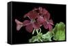 Pelargonium X Hortorum 'The Czar' (Common Geranium, Garden Geranium, Zonal Geranium)-Paul Starosta-Framed Stretched Canvas