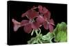 Pelargonium X Hortorum 'The Czar' (Common Geranium, Garden Geranium, Zonal Geranium)-Paul Starosta-Stretched Canvas