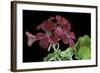 Pelargonium X Hortorum 'The Czar' (Common Geranium, Garden Geranium, Zonal Geranium)-Paul Starosta-Framed Photographic Print