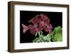 Pelargonium X Hortorum 'The Czar' (Common Geranium, Garden Geranium, Zonal Geranium)-Paul Starosta-Framed Photographic Print