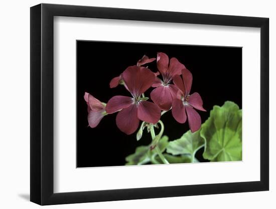 Pelargonium X Hortorum 'The Czar' (Common Geranium, Garden Geranium, Zonal Geranium)-Paul Starosta-Framed Photographic Print