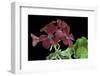 Pelargonium X Hortorum 'The Czar' (Common Geranium, Garden Geranium, Zonal Geranium)-Paul Starosta-Framed Photographic Print