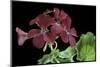 Pelargonium X Hortorum 'The Czar' (Common Geranium, Garden Geranium, Zonal Geranium)-Paul Starosta-Mounted Photographic Print