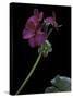 Pelargonium X Hortorum 'Wesfalen' (Common Geranium, Garden Geranium, Zonal Geranium)-Paul Starosta-Stretched Canvas