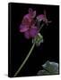 Pelargonium X Hortorum 'Wesfalen' (Common Geranium, Garden Geranium, Zonal Geranium)-Paul Starosta-Framed Stretched Canvas