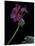 Pelargonium X Hortorum 'Wesfalen' (Common Geranium, Garden Geranium, Zonal Geranium)-Paul Starosta-Stretched Canvas
