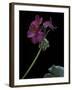 Pelargonium X Hortorum 'Wesfalen' (Common Geranium, Garden Geranium, Zonal Geranium)-Paul Starosta-Framed Premium Photographic Print