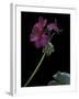 Pelargonium X Hortorum 'Wesfalen' (Common Geranium, Garden Geranium, Zonal Geranium)-Paul Starosta-Framed Photographic Print