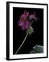 Pelargonium X Hortorum 'Wesfalen' (Common Geranium, Garden Geranium, Zonal Geranium)-Paul Starosta-Framed Photographic Print