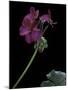 Pelargonium X Hortorum 'Wesfalen' (Common Geranium, Garden Geranium, Zonal Geranium)-Paul Starosta-Mounted Photographic Print