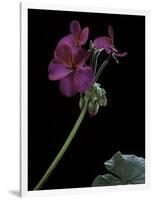 Pelargonium X Hortorum 'Wesfalen' (Common Geranium, Garden Geranium, Zonal Geranium)-Paul Starosta-Framed Photographic Print