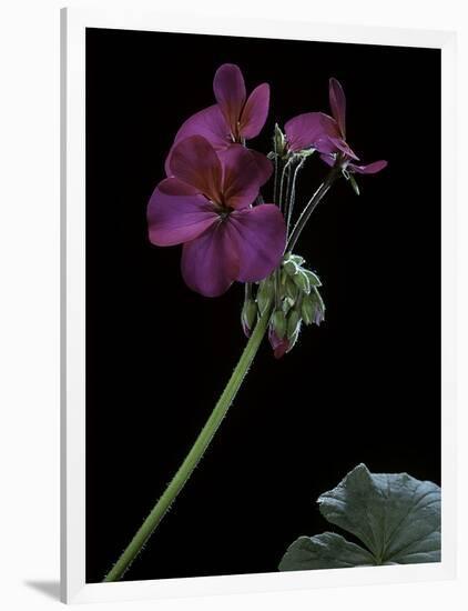 Pelargonium X Hortorum 'Wesfalen' (Common Geranium, Garden Geranium, Zonal Geranium)-Paul Starosta-Framed Photographic Print