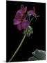 Pelargonium X Hortorum 'Wesfalen' (Common Geranium, Garden Geranium, Zonal Geranium)-Paul Starosta-Mounted Photographic Print