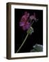 Pelargonium X Hortorum 'Wesfalen' (Common Geranium, Garden Geranium, Zonal Geranium)-Paul Starosta-Framed Photographic Print