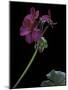 Pelargonium X Hortorum 'Wesfalen' (Common Geranium, Garden Geranium, Zonal Geranium)-Paul Starosta-Mounted Photographic Print