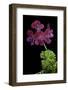 Pelargonium X Unique 'Jessels Unique' (Unique Geranium)-Paul Starosta-Framed Photographic Print