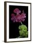 Pelargonium X Unique 'Jessels Unique' (Unique Geranium)-Paul Starosta-Framed Photographic Print