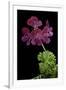 Pelargonium X Unique 'Jessels Unique' (Unique Geranium)-Paul Starosta-Framed Photographic Print