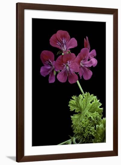 Pelargonium X Unique 'Jessels Unique' (Unique Geranium)-Paul Starosta-Framed Photographic Print