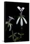 Pelargonium Xerophyton (Desert Geranium)-Paul Starosta-Framed Stretched Canvas