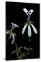 Pelargonium Xerophyton (Desert Geranium)-Paul Starosta-Stretched Canvas