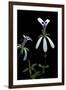 Pelargonium Xerophyton (Desert Geranium)-Paul Starosta-Framed Photographic Print