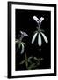 Pelargonium Xerophyton (Desert Geranium)-Paul Starosta-Framed Photographic Print