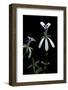 Pelargonium Xerophyton (Desert Geranium)-Paul Starosta-Framed Photographic Print