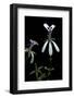 Pelargonium Xerophyton (Desert Geranium)-Paul Starosta-Framed Photographic Print