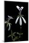 Pelargonium Xerophyton (Desert Geranium)-Paul Starosta-Mounted Photographic Print