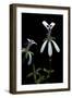 Pelargonium Xerophyton (Desert Geranium)-Paul Starosta-Framed Photographic Print