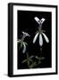 Pelargonium Xerophyton (Desert Geranium)-Paul Starosta-Framed Photographic Print