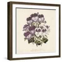 Pelargonium-Jo Starkey-Framed Giclee Print