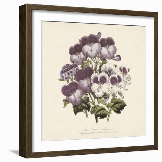 Pelargonium-Jo Starkey-Framed Giclee Print