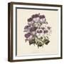 Pelargonium-Jo Starkey-Framed Giclee Print