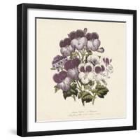 Pelargonium-Jo Starkey-Framed Giclee Print