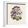 Pelargonium-Jo Starkey-Framed Giclee Print